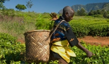 公平贸易：从一个疯狂的咖啡概念到全球可持续发展趋势