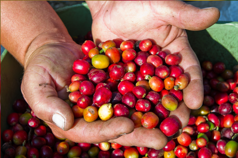 fair trade certified coffee